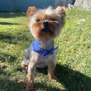 Peachy Clean Cutz - Haircut by Jenny - Pet Groomers Near Me Peachy Clean Cutz - Haircut by Jenny - Pet Groomers Near Me