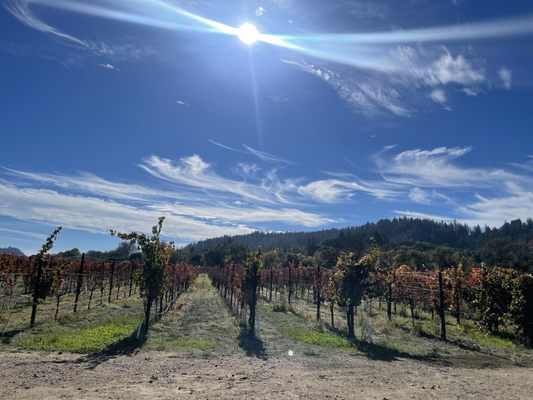 Amista Vineyards by null