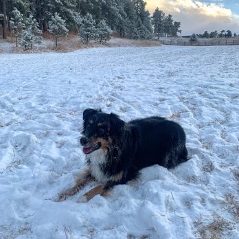 Alpha K-9 Obedience - Pet Training Near Me