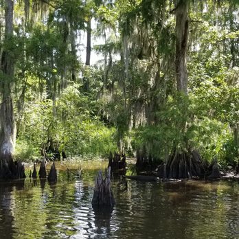 Ultimate Swamp Adventures - Tours Near Me - Westwego, Louisiana Ultimate Swamp Adventures - Tours Near Me - Westwego, Louisiana