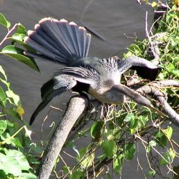 Anhinga bird drying out its feathers. Anhinga bird drying out its feathers.
