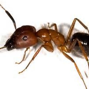 Die Na Mite Termite Company - Home Inspectors Near Me - Hesperia, California Die Na Mite Termite Company - Home Inspectors Near Me - Hesperia, California