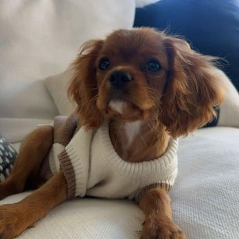 World Class Cavaliers - Puppy - Pet Breeders Near Me - Miami, Florida