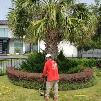 A Better Arborist - Tree Services Near Me - Dallas, Texas
