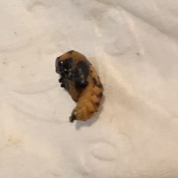 Shawarma Grill & Cafe - Bug was found in my shawerma salad - Mediterranean Near Me - Houston, Texas Shawarma Grill & Cafe - Bug was found in my shawerma salad - Mediterranean Near Me - Houston, Texas