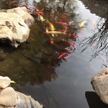 Fresno Discovery Center - Koi pond - Educational Services Near Me - Fresno, California