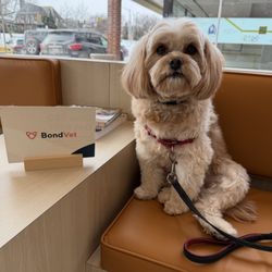 Bond Vet - Bayside