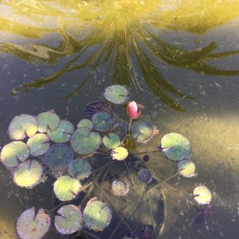 Rosicrucian Park - Lotus flower - Parks Near Me - San Jose, California Rosicrucian Park - Lotus flower - Parks Near Me - San Jose, California