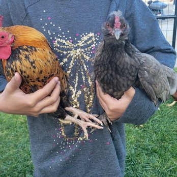 Itty Bitty Mobile Petting Zoo - Petting Zoos Near Me Itty Bitty Mobile Petting Zoo - Petting Zoos Near Me
