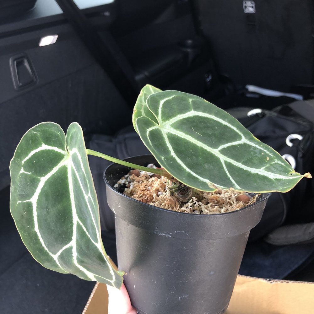 KimThai Garden - Crystal Anthurium - Nurseries & Gardening Near Me - Los Angeles, California KimThai Garden - Crystal Anthurium - Nurseries & Gardening Near Me - Los Angeles, California
