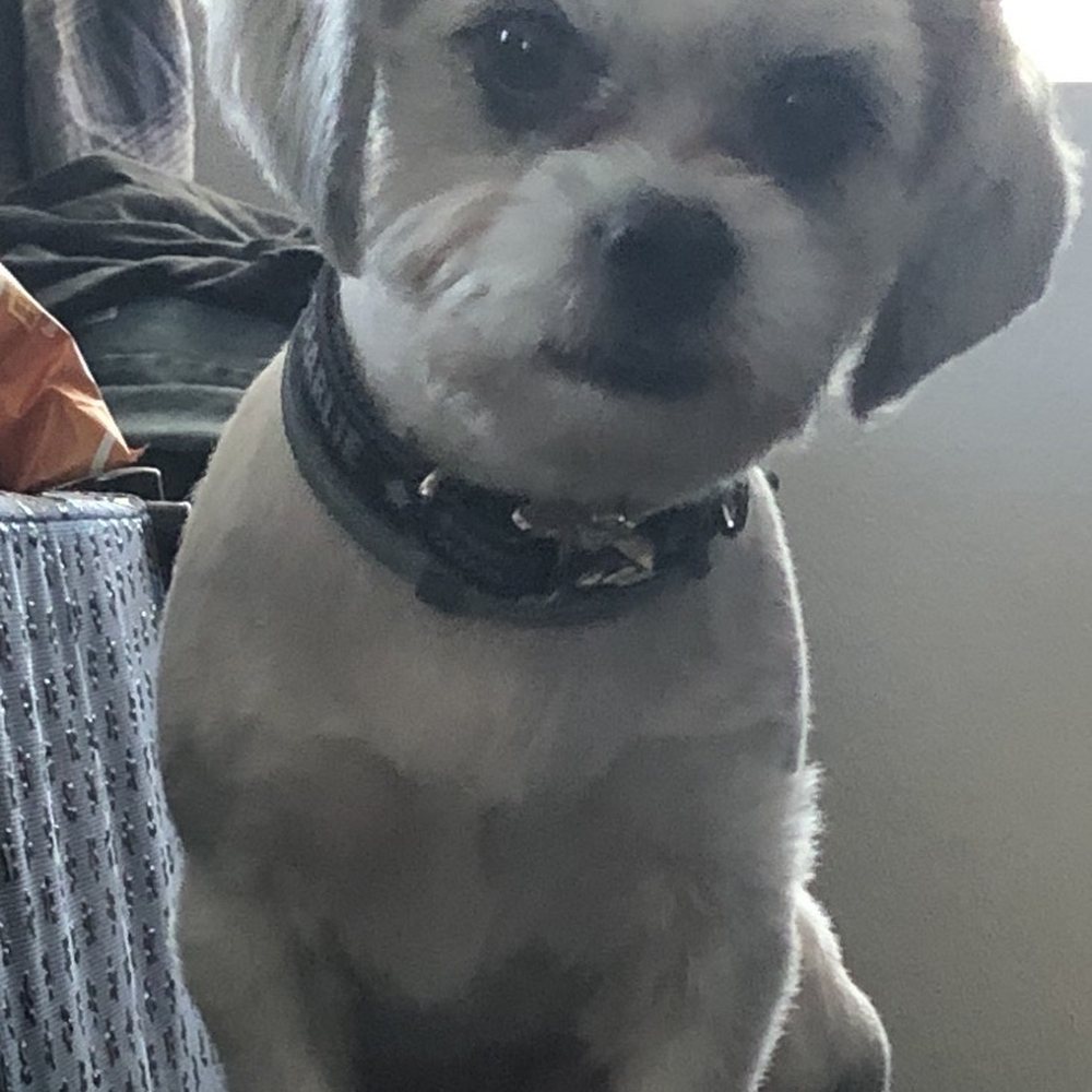 Underdog Pet Stylist - Photo used for reference - Pet Groomers Near Me - Oxnard, California Underdog Pet Stylist - Photo used for reference - Pet Groomers Near Me - Oxnard, California