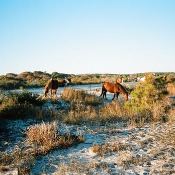 Assateague State Park - Parks Near Me - Berlin, Maryland
