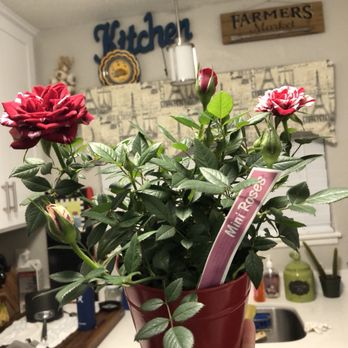Trader Joe's - Mini Roses--a surprise from my love - Grocery Near Me - Los Gatos, California Trader Joe's - Mini Roses--a surprise from my love - Grocery Near Me - Los Gatos, California