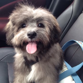 The Dog's Den Grooming - Pet Groomers Near Me - Pembroke, Massachusetts