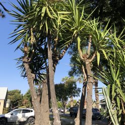 TLS Landscaping - Trimmed yucca