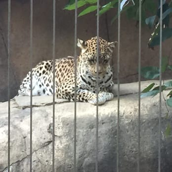 Memphis Zoo - Zoos Near Me - Memphis, Tennessee Memphis Zoo - Zoos Near Me - Memphis, Tennessee