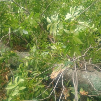 Kysar Tree Service - Tree Services Near Me - Tulsa, Oklahoma Kysar Tree Service - Tree Services Near Me - Tulsa, Oklahoma