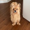 Bark Avenue Grooming gift card