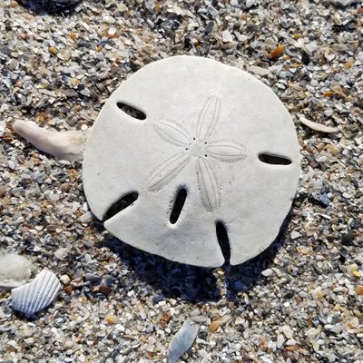 Edisto Beach State Park by null