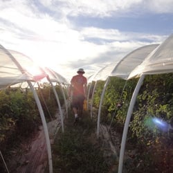 Windflower Farms - Sunset in the greenhouses.