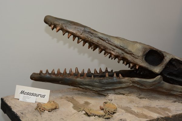 Earth Experience - Middle Tennessee Museum of Natural History by null