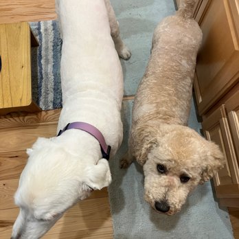 Stars Mobile Grooming - AFTER - Pet Groomers Near Me Stars Mobile Grooming - AFTER - Pet Groomers Near Me