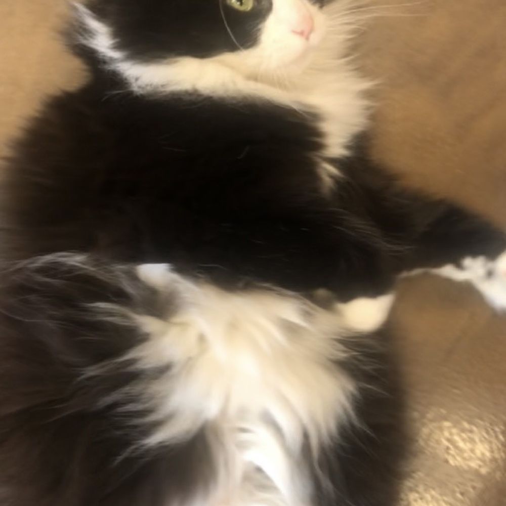 The Pet Emporium - The beautiful Luna!!! - Pet Stores Near Me - Ann Arbor, Michigan The Pet Emporium - The beautiful Luna!!! - Pet Stores Near Me - Ann Arbor, Michigan