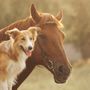 Photo of Mountain Empire Large Animal Hospital