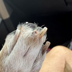 Muddy Paws Pet Spa