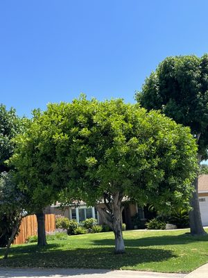 Tree Services - Call Us Today - Call us today to schedule your tree pruning, tree removal & more! Tree Services - Call Us Today - Call us today to schedule your tree pruning, tree removal & more!