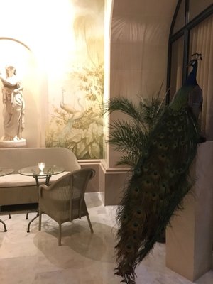 Le Bar du Bristol by null