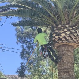 Pulling out the dry palms from inside of the tree.