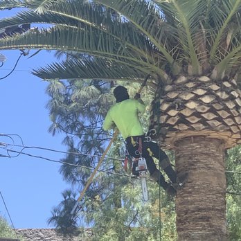 Lopez Landscape & Tree Service - Pulling out the dry palms from inside of the tree. - Tree Services Near Me