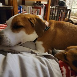 St Francis Animal Hospital - Our sweet Chief