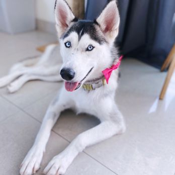 Barks & Tales Dog Spa - Siberian Husky - Pet Sitting Near Me - Miami, Florida Barks & Tales Dog Spa - Siberian Husky - Pet Sitting Near Me - Miami, Florida