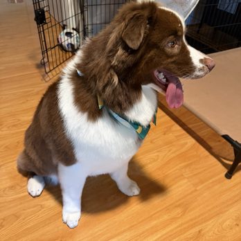 Wow! My dog - Pet Groomers Near Me Wow! My dog - Pet Groomers Near Me