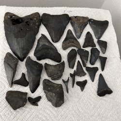 Aristakat Charters - Many great finds.