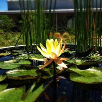 Ladera Design - Landscaping Near Me