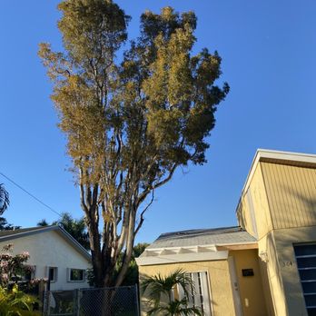 Tree Legends - a large tree in front of a house - Tree Services Near Me