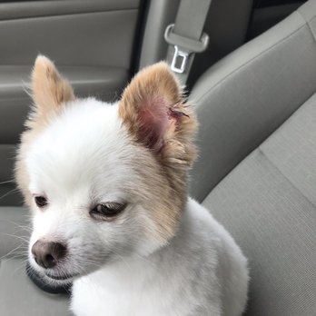 PetSmart - This is a side view of where the groomer slashed my dog's ear. - Pet Training Near Me - Douglasville, Georgia