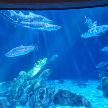 ABQ BioPark Aquarium - Aquariums Near Me - Albuquerque, New Mexico