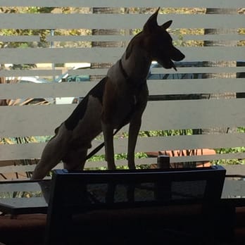 Bui Sushi - Why are unattended animals allowed to climb on tables where people eat??? - Sushi Bars Near Me - Malibu, California Bui Sushi - Why are unattended animals allowed to climb on tables where people eat??? - Sushi Bars Near Me - Malibu, California