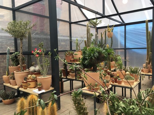 Cactus Store by null