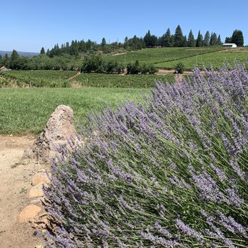 Lava Cap Winery - Wineries Near Me - Placerville, California Lava Cap Winery - Wineries Near Me - Placerville, California
