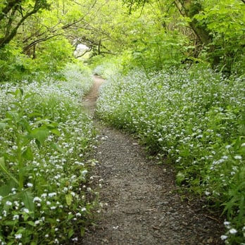 Matt Davis-Steep Ravine Loop - Lots of pretty forget-me-not - Hiking Near Me - Stinson Beach, California