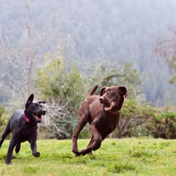 Thrive Pet Care Services - Thrive's Redwood Retreat & Play Yard