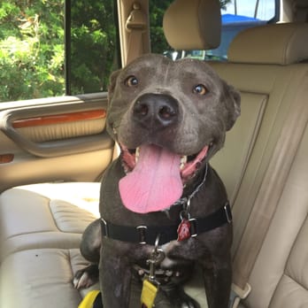 Maui Humane Society - Had some company today ;). Girlfriends away so ya know time to cause trouble ! - Animal Shelters Near Me - Puunene, Hawaii