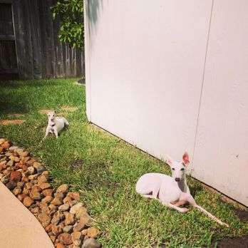 Wishbone Pet Care - Pet Groomers Near Me - Missouri City, Texas