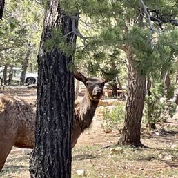 Love this campground so far! Elk everywhere. Love this campground so far! Elk everywhere.