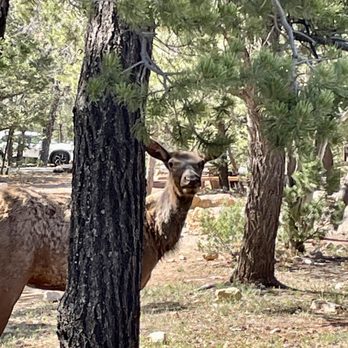 Mather Campground Camp Store - Love this campground so far! Elk everywhere. - Campgrounds Near Me - Grand Canyon Village, Arizona Mather Campground Camp Store - Love this campground so far! Elk everywhere. - Campgrounds Near Me - Grand Canyon Village, Arizona